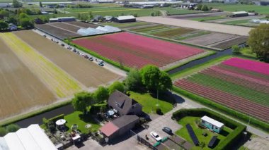 Hollanda kırsalında, yumuşak bir sabah gökyüzünün altında tarım arazileri ve yeşil otlaklarla dolu sakin bir kanal boyunca uzanan canlı lale tarlalarının havadan görünüşü.