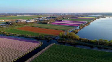 Hollanda kırsalında, yumuşak bir sabah gökyüzünün altında tarım arazileri ve yeşil otlaklarla dolu sakin bir kanal boyunca uzanan canlı lale tarlalarının havadan görünüşü.