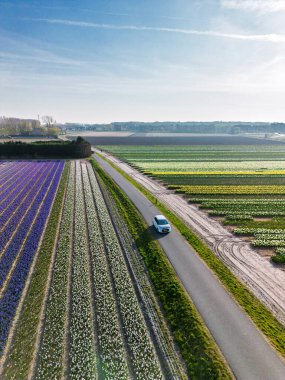 Canlı lale tarlalarının hava manzarası, açık mavi bir gökyüzü altında, yakındaki yollar, çiftlikler ve uzak bir kasaba ile kırsal bir alanda renkli çiçek sıraları sergiliyor..