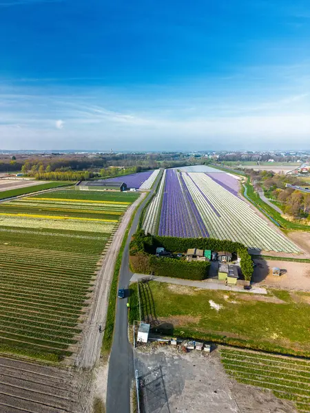 Hollanda kırsalının hava panoramik manzarasında tarım arazileri, yeşil tarlalar, ormanlar ve uzak bir kasabaya doğru uzanan bir otoyol var..