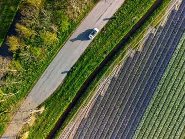 Canlı lale tarlalarının hava manzarası, açık mavi bir gökyüzü altında, yakındaki yollar, çiftlikler ve uzak bir kasaba ile kırsal bir alanda renkli çiçek sıraları sergiliyor..