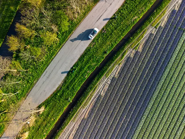 Canlı lale tarlalarının hava manzarası, açık mavi bir gökyüzü altında, yakındaki yollar, çiftlikler ve uzak bir kasaba ile kırsal bir alanda renkli çiçek sıraları sergiliyor..