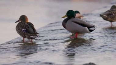 Dişi bir yaban ördeği sığ sularda durur, sıcak güneş ışığında yıkanır. Diğer ördekler, biraz bulanık odaklanırlar, dinlenirler ve arka planda yaşarlar. Kuşun turuncu perdeli ayakları etrafında hafif dalgalanmalar oluşur..