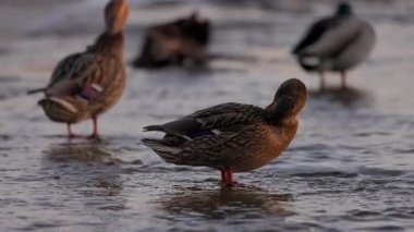 Dişi bir yaban ördeği sığ sularda durur, sıcak güneş ışığında yıkanır. Diğer ördekler, biraz bulanık odaklanırlar, dinlenirler ve arka planda yaşarlar. Kuşun turuncu perdeli ayakları etrafında hafif dalgalanmalar oluşur..