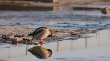 Erkek bir yaban ördeği sığ bir nehir kıyısında duruyor, canlı yeşil kafası ve suyun yumuşak dalgalarıyla çelişen sarı gagası. Sıcak günbatımı, suyun yüzeyine yansıyor..