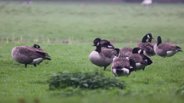 Bir grup Kanada kazları yemyeşil bir alanda dinlenip otluyor. Bazıları tetikte beklerken, bazıları da sisli kırlarda huzurlu bir yaban hayatı manzarası yaratıyor..