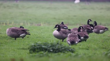Bir grup Kanada kazları yemyeşil bir alanda dinlenip otluyor. Bazıları tetikte beklerken, bazıları da sisli kırlarda huzurlu bir yaban hayatı manzarası yaratıyor..
