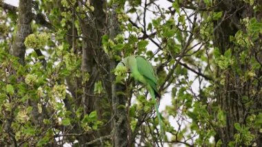 Kırmızı gagalı canlı bir yeşil muhabbet kuşu, yapraklı bir ağaç dalına tünemiş, taze bahar yaprakları ve çiçeklerin arasında huzurlu bir doğal ortamda besleniyor..