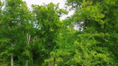 Uçsuz bucaksız yeşil tarlaları, dolambaçlı su yolları ve Hollanda 'nın düz kırsalında parçalı bulutlu bir gökyüzünün altında uzanan bir nehirle çevrili tarihi bir şatonun havadan görünüşü..