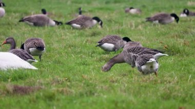 Bir grup Kanada kazları yemyeşil bir alanda dinlenip otluyor. Bazıları tetikte beklerken, bazıları da sisli kırlarda huzurlu bir yaban hayatı manzarası yaratıyor..