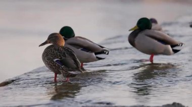 Dişi bir yaban ördeği sığ sularda durur, sıcak güneş ışığında yıkanır. Diğer ördekler, biraz bulanık odaklanırlar, dinlenirler ve arka planda yaşarlar. Kuşun turuncu perdeli ayakları etrafında hafif dalgalanmalar oluşur..