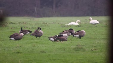 Bir grup Kanada kazları yemyeşil bir alanda dinlenip otluyor. Bazıları tetikte beklerken, bazıları da sisli kırlarda huzurlu bir yaban hayatı manzarası yaratıyor..