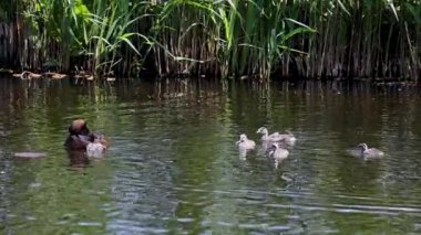 Sakin sularda birlikte yüzen ördek ailesinin sakin bir sahnesi. Yetişkinler tüylü yavrularına liderlik ederek doğada dokunaklı bir an yaratıyorlar. Ördekler yavrularını besler.