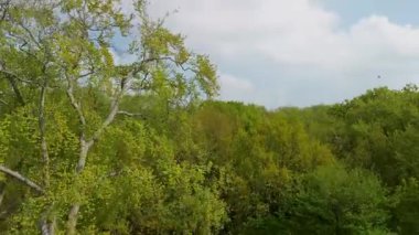 Yumuşak, bulutlu bir gökyüzünün altında ufka doğru uzanan yemyeşil bir ormanın havadan görünüşü. Kırmızı ağaçlar kontrastı ekler ve uzakta sakin bir göl ışıldar..