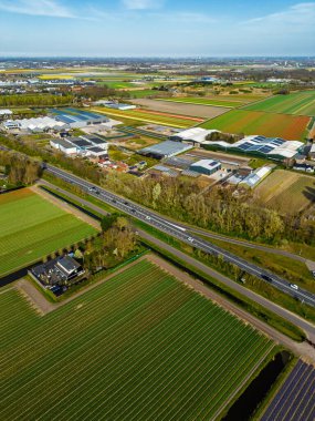 Canlı lale tarlalarının hava manzarası, açık mavi bir gökyüzü altında, yakındaki yollar, çiftlikler ve uzak bir kasaba ile kırsal bir alanda renkli çiçek sıraları sergiliyor..