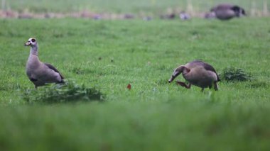 İki renkli bacak bantlı Mısırlı kaz çimlerin üzerinde yiyecek ararken, iki siyah kuş yakınlarda yürüyor. Sahne sakin bir park alanında başlıyor..