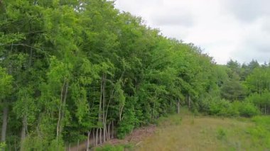 Yoğun ağaçları kesen, yukarıdan barışçıl güzelliği yakalayan, kıvrımlı toprak yolları olan yemyeşil bir ormanın tepeden aşağı havadan görünüşü..