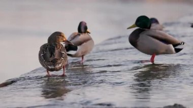 Dişi bir yaban ördeği sığ sularda durur, sıcak güneş ışığında yıkanır. Diğer ördekler, biraz bulanık odaklanırlar, dinlenirler ve arka planda yaşarlar. Kuşun turuncu perdeli ayakları etrafında hafif dalgalanmalar oluşur..