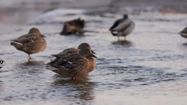 Dişi bir yaban ördeği sığ sularda durur, sıcak güneş ışığında yıkanır. Diğer ördekler, biraz bulanık odaklanırlar, dinlenirler ve arka planda yaşarlar. Kuşun turuncu perdeli ayakları etrafında hafif dalgalanmalar oluşur..