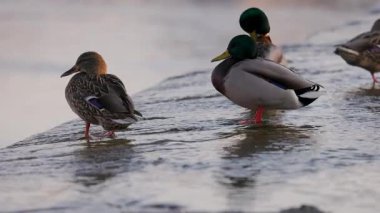 Dişi bir yaban ördeği sığ sularda durur, sıcak güneş ışığında yıkanır. Diğer ördekler, biraz bulanık odaklanırlar, dinlenirler ve arka planda yaşarlar. Kuşun turuncu perdeli ayakları etrafında hafif dalgalanmalar oluşur..