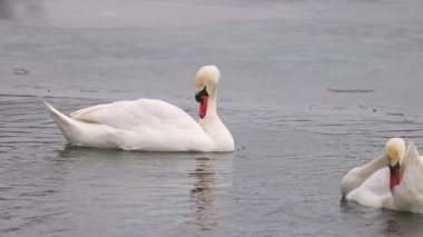 İki zarif kuğu kısmen donmuş bir gölün soğuk sularında süzülüyor. Bir kuğu tüylerini nazikçe yolarken diğeri ileriye bakıyor. Sakin kış sahnesi dalgalanan suya yansıyor..