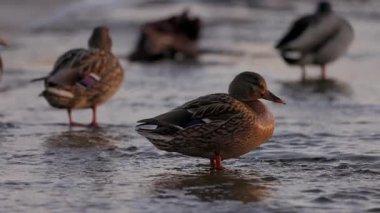Dişi bir yaban ördeği sığ sularda durur, sıcak güneş ışığında yıkanır. Diğer ördekler, biraz bulanık odaklanırlar, dinlenirler ve arka planda yaşarlar. Kuşun turuncu perdeli ayakları etrafında hafif dalgalanmalar oluşur..