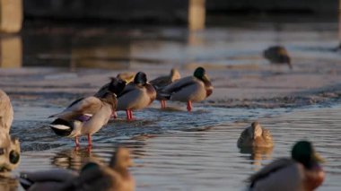 Büyük bir yaban ördeği sürüsü kıyı kenarında toplanarak sığ sularda yüzüyor. Altın güneş ışığı, yoğun bir kış sahnesinde hareket ederken ve etkileşime girerken canlı tüylerini vurgular..