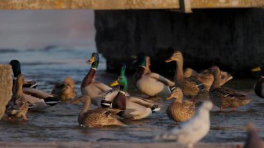 Büyük bir yaban ördeği sürüsü kıyı kenarında toplanarak sığ sularda yüzüyor. Altın güneş ışığı, yoğun bir kış sahnesinde hareket ederken ve etkileşime girerken canlı tüylerini vurgular..