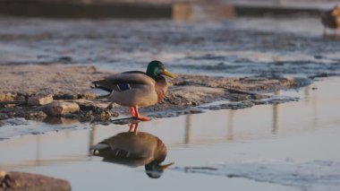 Erkek bir yaban ördeği sığ bir nehir kıyısında duruyor, canlı yeşil kafası ve suyun yumuşak dalgalarıyla çelişen sarı gagası. Sıcak günbatımı, suyun yüzeyine yansıyor..