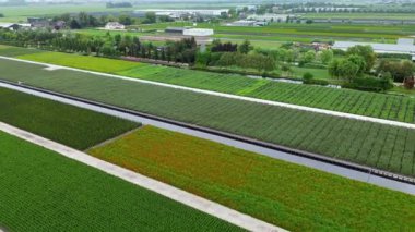 Warmond, Güney Hollanda, Hollanda - 09.06.2025: Çevresi kanallar ve tarım arazileriyle çevrili, huzurlu bir kırsal alanda kurulu, rahat bir ev ve renkli ağaçlarla dolu, yemyeşil bir kırsal alanın havadan görünüşü