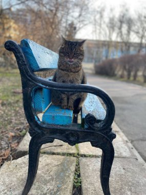 Parktaki mavi bankta oturan sevimli gri kedi..