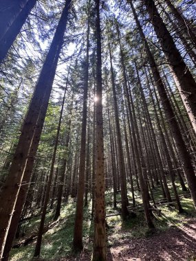 Ormanın güzel manzarası