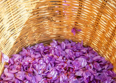 Safran çiçeği arka planı. Hasat toplama sezonu. Crocus sativus mor yaprakları ve sarı turuncu pudingler sepette, yakın çekim görüntüsü