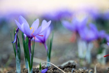 Tarlada safran çiçekleri. Crocus sativus yerde çiçek açan mor bitki, yakın görüş. Hasat toplama sezonu