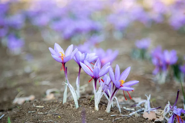 Шафран Цветы Поле Крокус Сативус Цветущий Фиолетовое Растение Земле Закрыть — стоковое фото