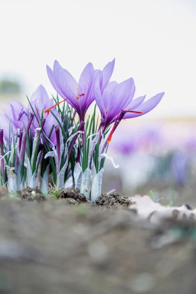 Квіти Шафрану Полі Крокус Розпускає Фіолетову Рослину Землі Крупним Планом — стокове фото