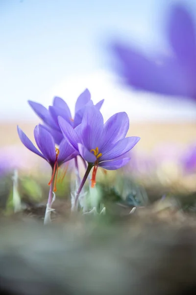 stock image Saffron flowers on field. Crocus sativus blossoming purple plant on ground, close up view. Harvest collection season