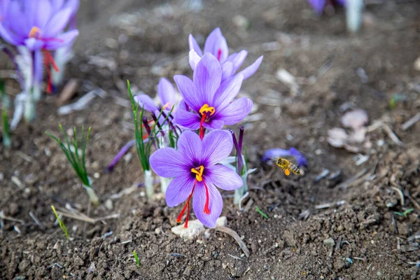 Saffron Flowers Field Crocus Sativus Blossoming Purple Plant Ground Close — Stock Photo, Image