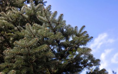 Firavun ağacı dalları, yakın plan, mavi gökyüzü arkaplanı, kopyalama alanı. Ladin iğneleri, yemyeşil bitki, Yunanistan