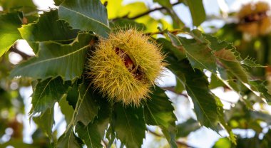 Castanea sativa ağacında kestane meyvesi. Taze olgun, yenilebilir sağlıklı beslenme kestanesi açık dikenli kabuğu ve yeşil yapraklı arka planı var..
