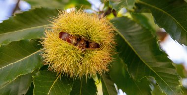 Kestane kabuğunu kapat. Açık dikenli kabuğunda derisi olan olgun, çiğ, tatlı bir kestane. Castanea sativa ağacı dalı, hasat zamanı, sonbahar mevsimi..