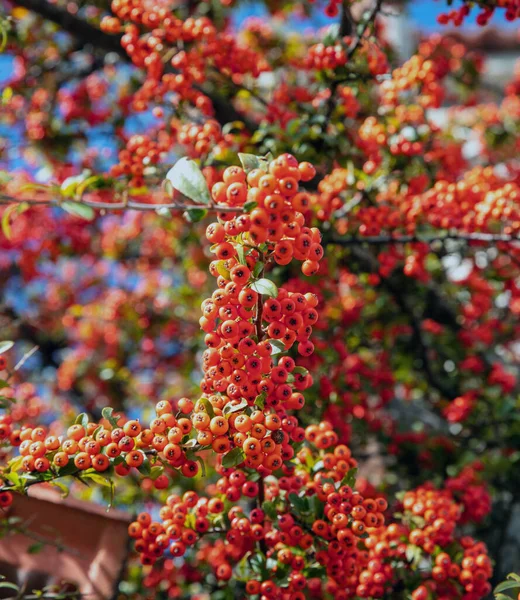 Pyracantha Firethorn Fundo Arbusto Planta Evergreen Com Baga Vermelha Brilhante — Fotografia de Stock