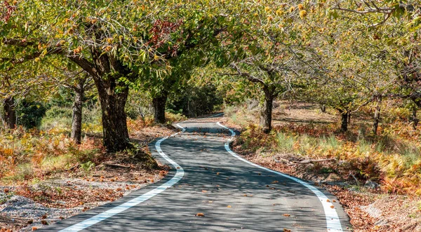 収穫時に栗の森を横断する曲がりくねったアスファルトの道路 黄色と茶色の秋の葉 秋のヨーロッパの田舎での旅行 — ストック写真