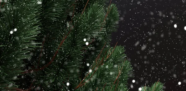 Gałąź Choinki Czarne Tło Bokeh Śnieg Nocy Świąteczne Kartki Okolicznościowe — Zdjęcie stockowe