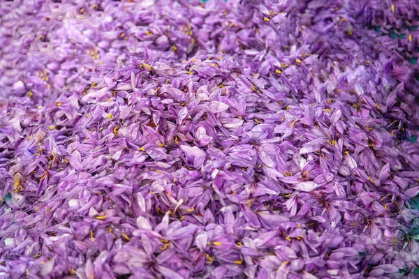 Цветы Крокус Шафран Фон Crocus Sus Purple Leeps Close View — стоковое фото