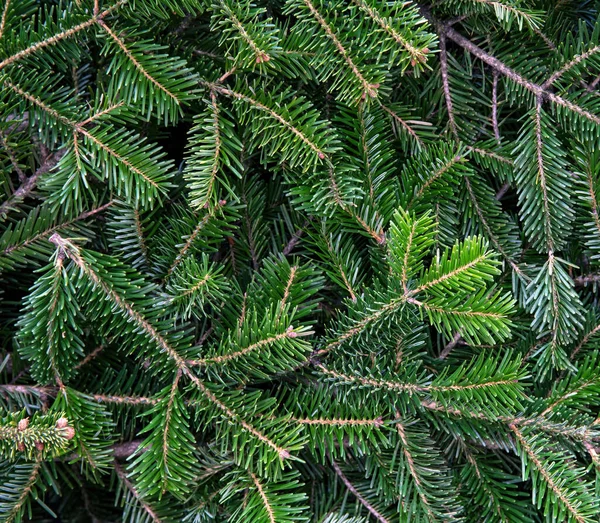 Ramo Árvore Abeto Perto Fundo Natal Agulhas Abeto Naturais Evergreen — Fotografia de Stock