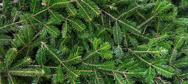 Boom Tak Dicht Banier Kerst Achtergrond Natuurlijke Sparren Altijd Groene — Stockfoto