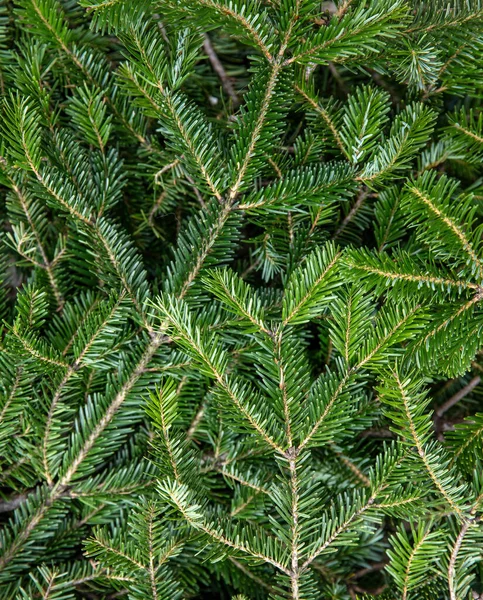 Tannenzweige Aus Nächster Nähe Weihnachtlicher Hintergrund Natürliche Fichtennadeln Immergrüne Nadelpflanze — Stockfoto