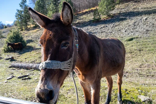 Braune Esel Gebunden Stein Ländlichen Feld Hintergrund Porträt Eines Haustieres — Stockfoto