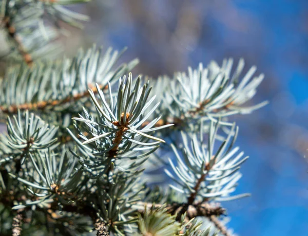 Fir tree branch, spruce needle, evergreen coniferous plant close up view. Forest blur plant background.